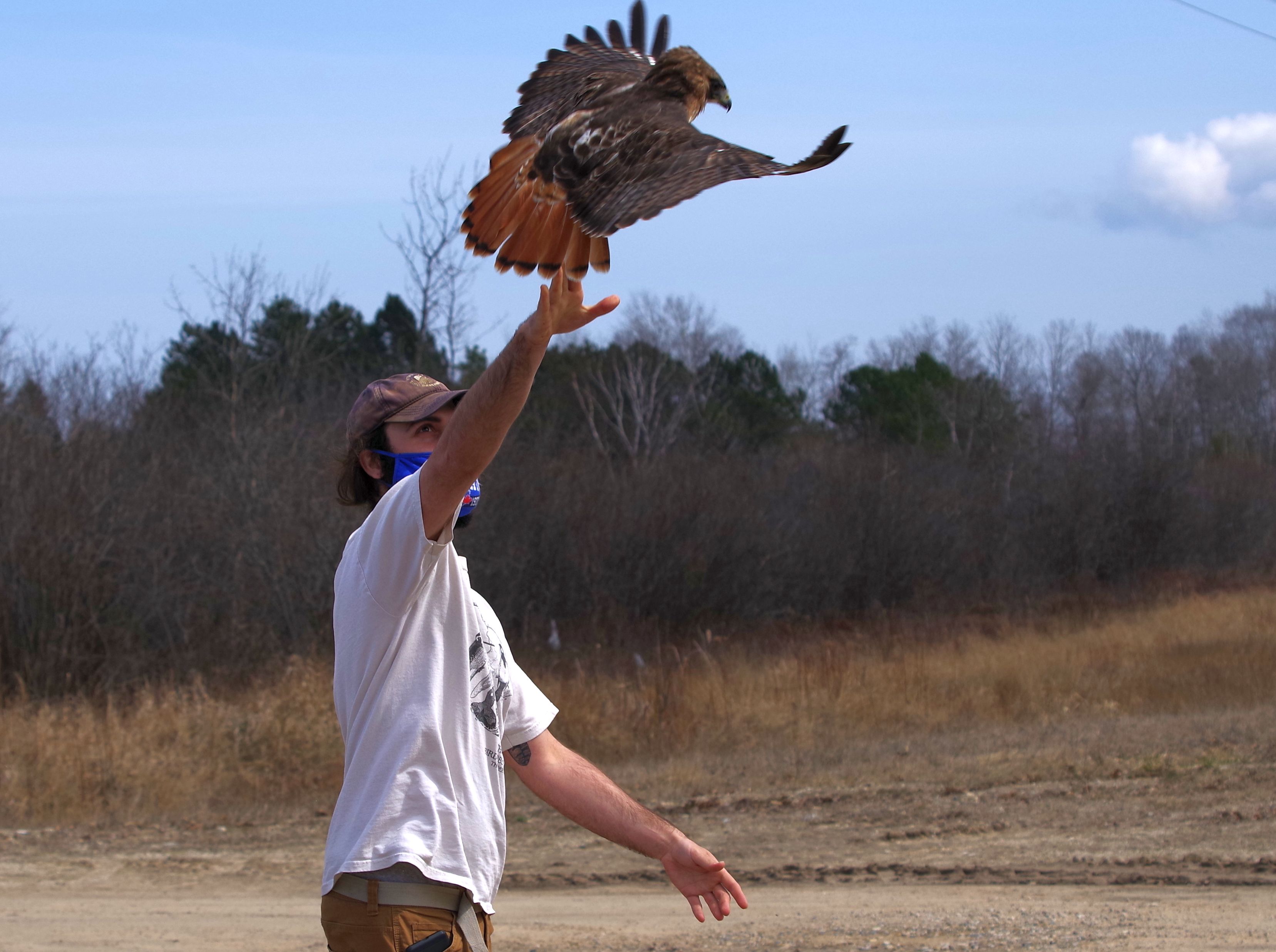 Image of Nick Alioto conducting field research with a red-tailed hawk.
